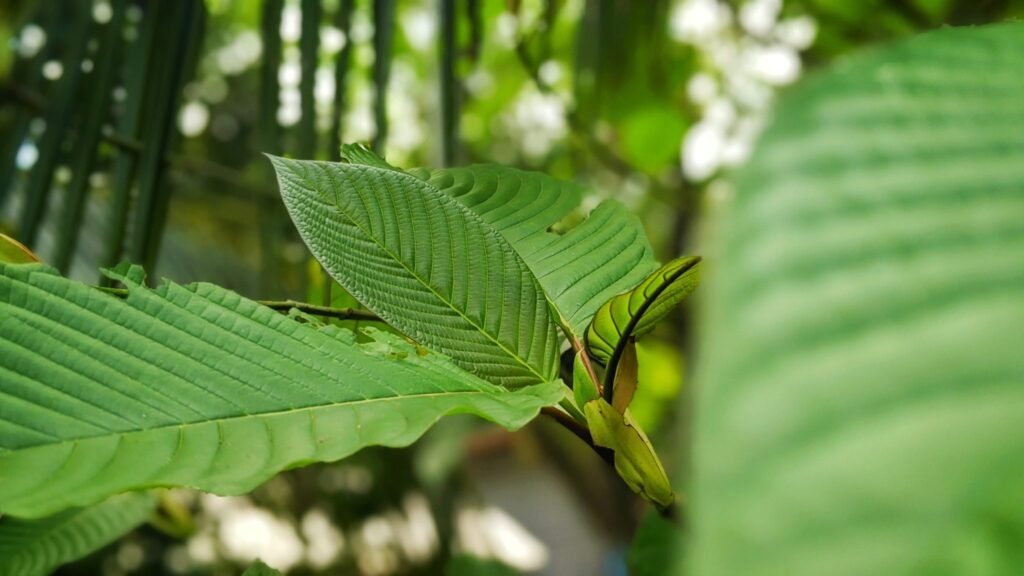 What Research Has to Say About Kratom Side Effects?